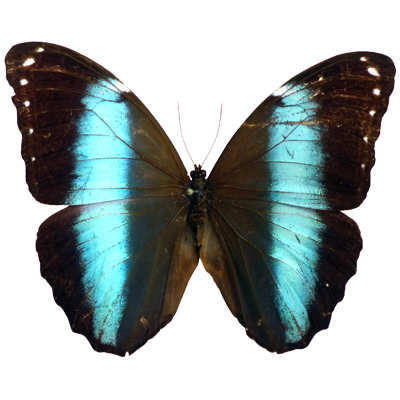 Morpho Achillies Male