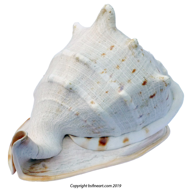 Large Cassis cornuta Linnaus 1758 or giant horned helmet shell