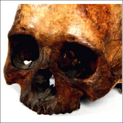 Dayak human trophy skull